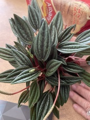 Peperomia caperata