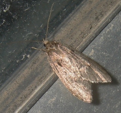 Semioscopis inornata