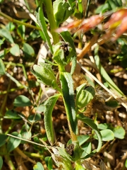 Alectra picta