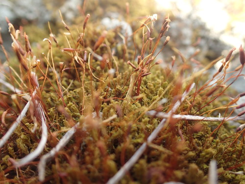 Barbula unguiculata