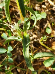 Alectra picta