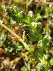 Alectra picta