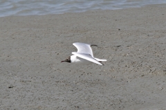 Chroicocephalus ridibundus