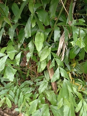 Aristolochia acuminata