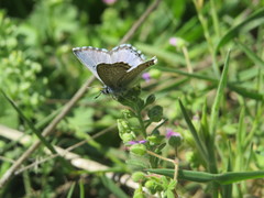Pseudophilotes panoptes