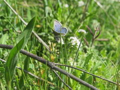 Pseudophilotes panoptes