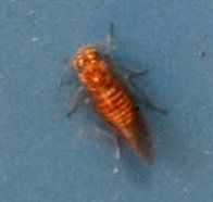 Lachesilla