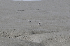 Pluvialis squatarola