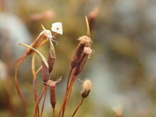 Barbula unguiculata