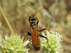 Parabatozonus lacerticida