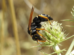 Parabatozonus lacerticida