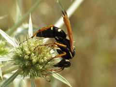 Parabatozonus lacerticida
