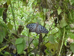 Ideopsis vulgaris macrina