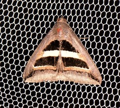 Grammodes occulta