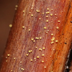 Lachnum pteridophyllum