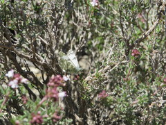 Euchloe tagis
