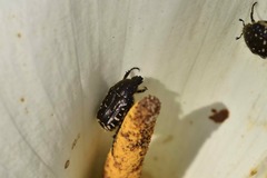 Oxythyrea funesta