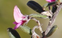 Indigofera sp9