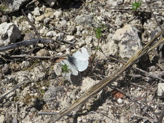 Euchloe tagis