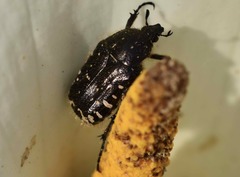 Oxythyrea funesta