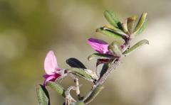 Indigofera sp9