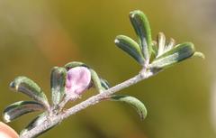 Indigofera sp9