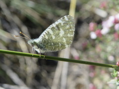 Euchloe tagis