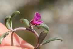 Indigofera sp9