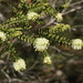 Scented Paperbark - Photo (c) Reiner Richter, some rights reserved (CC BY-NC), uploaded by Reiner Richter
