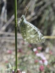 Euchloe tagis