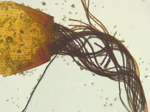 Barbula unguiculata