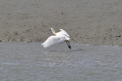 Platalea minor