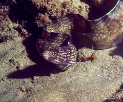 Gymnothorax enigmaticus