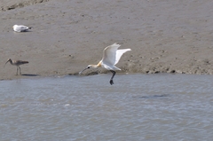 Platalea minor