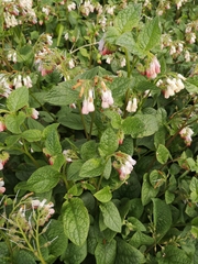 Symphytum × hidcotense