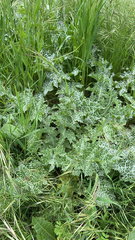 Silybum marianum