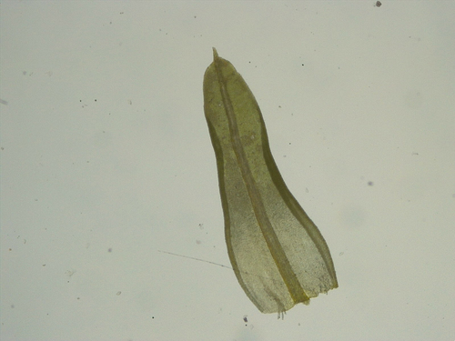 Barbula unguiculata