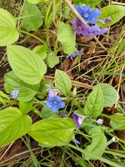 Omphalodes verna