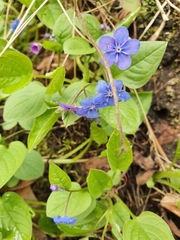 Omphalodes verna