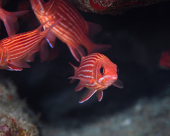 Sargocentron diadema