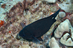 Chromis verater