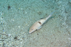 Parupeneus pleurostigma