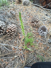 Platanthera michaelii