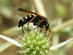 Parabatozonus lacerticida