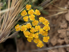 Achillea cretica