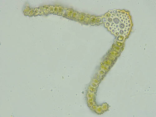 Barbula unguiculata