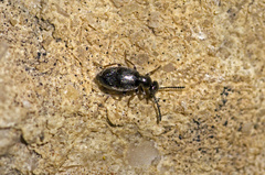 Microhoria