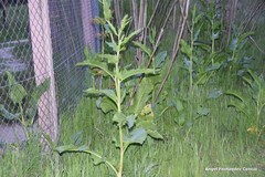 Rumex cristatus