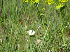 Zegris eupheme