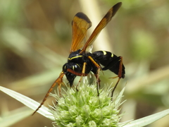 Parabatozonus lacerticida